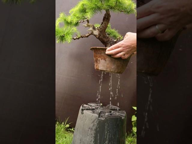 How to properly water bonsai