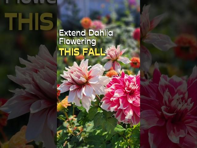 How To Make Your Dahlias Bloom Longer #shorts #dahlias