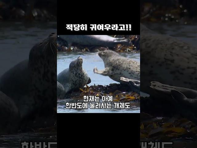 동해에 나타난 물댕댕잉