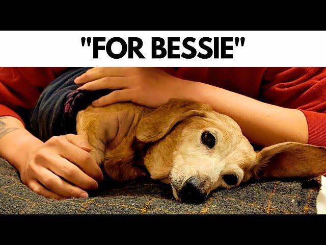 A Tribute For My Dog | Wholesome Moments