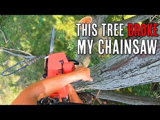 Backyard Locust Tree Removal with Osage Jon