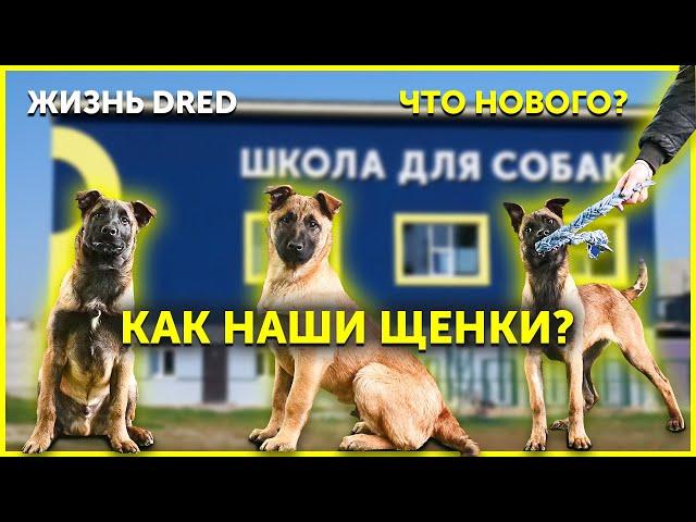 Жизнь школы для собак | Щенки Малинуа 4 месяца | Обновления в школе | Школа DRED