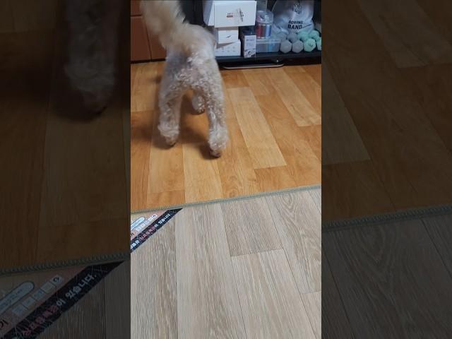 욕심쟁이 #삑삑이는 #다내꺼 #공놀이 #좋아