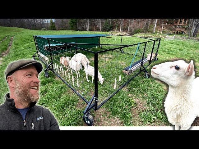 Weaning 6 Sneaky Lambs the Bullet Proof Way (mobile sheep pen)