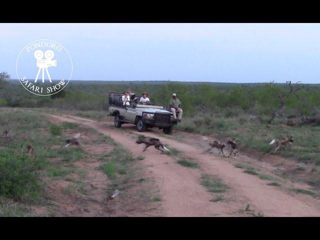 African wild dog pups greeting the adults