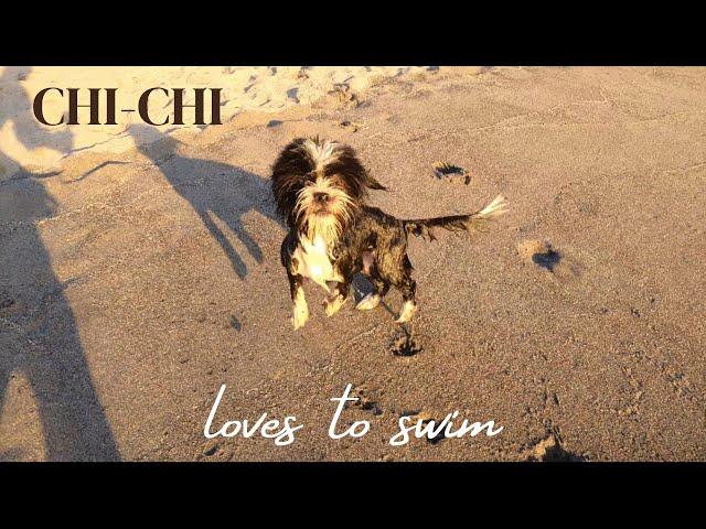 Cute Dog Swimming at Zambales “Chi-chi at the beach"
