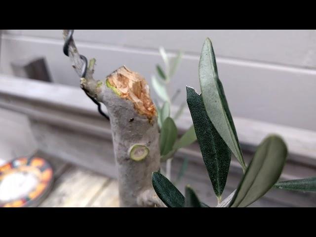 Making Bonsai; Initial Working of an Olive Tree