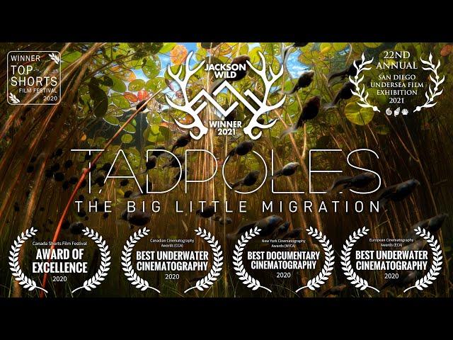 Tadpoles: The Big Little Migration