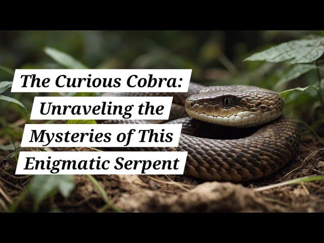 The Curious Cobra: Unraveling the Mysteries of This Enigmatic Serpent