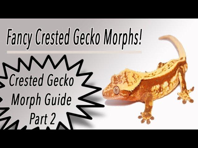 DESIGNER Crested Gecko Morphs! Morph Guide Part 2