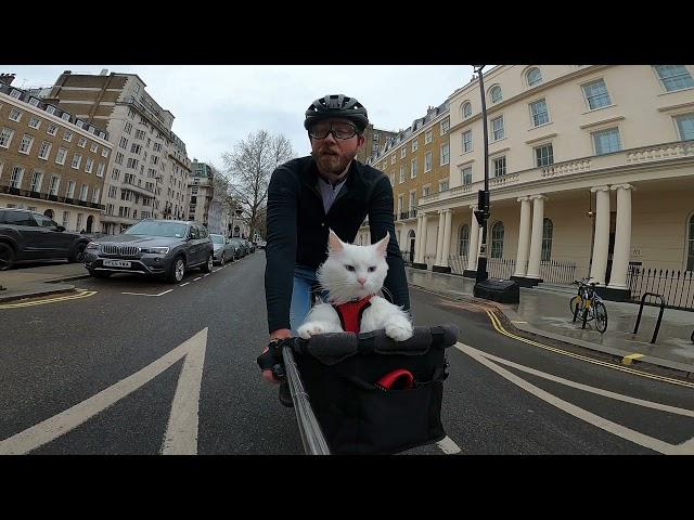 My cat Sigrid stands up to get a better view while on our bike ride