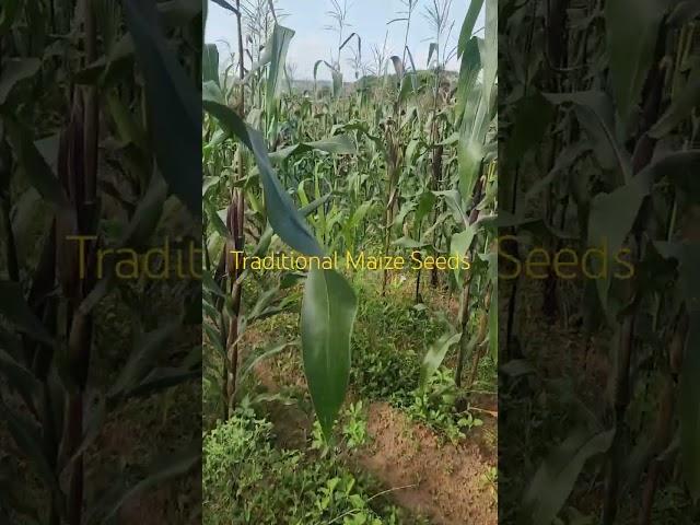 Planning to Keep Indeginous Maize Seeds for the Next planting Season!