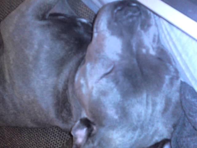 Roxy Blue staff snoring