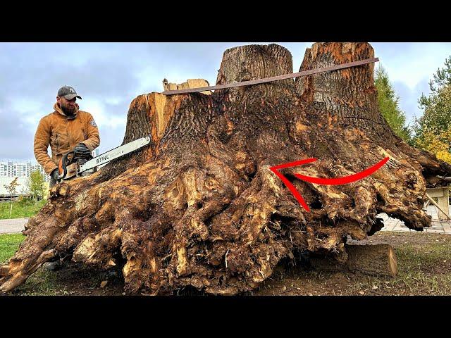 A shocking find in an ancient oak stump