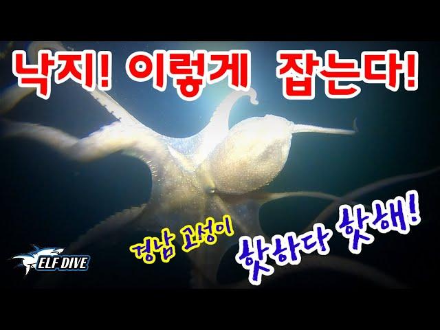 낙지의 성지! 경남고성 해루질포인트에서 야간 낙지해루질을 즐겨보자(octopus minor hunting)