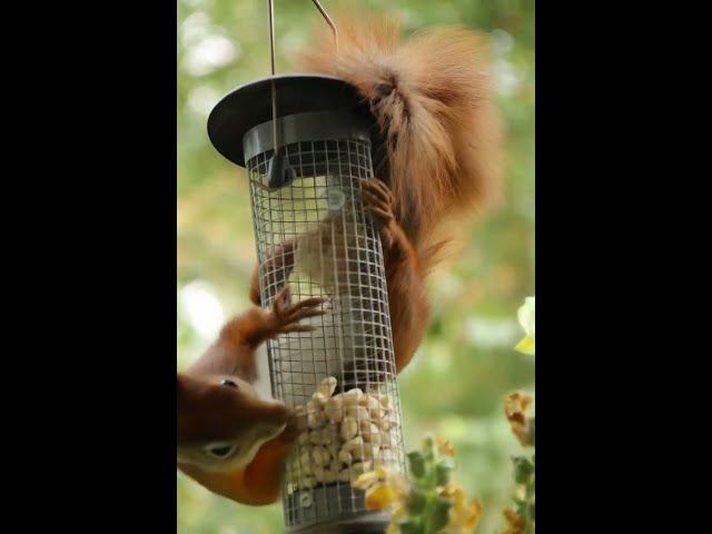 Tiny Tails: Life with Squirrels, Chipmunks & Rodent Friends#AnimalHQ #Wildlife #RareAnimals