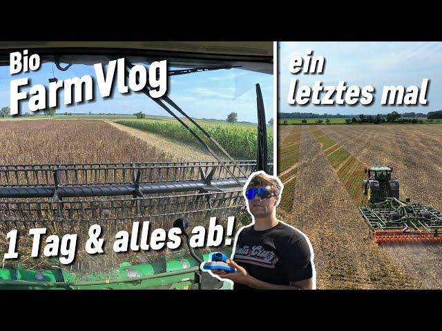 Ackerbohne dreschen - Hafer laden - Cobra action & mehr / Vlog 119