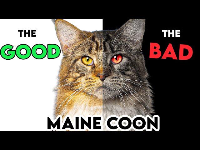 MUST-KNOW Maine Coon Cat PROS And CONS