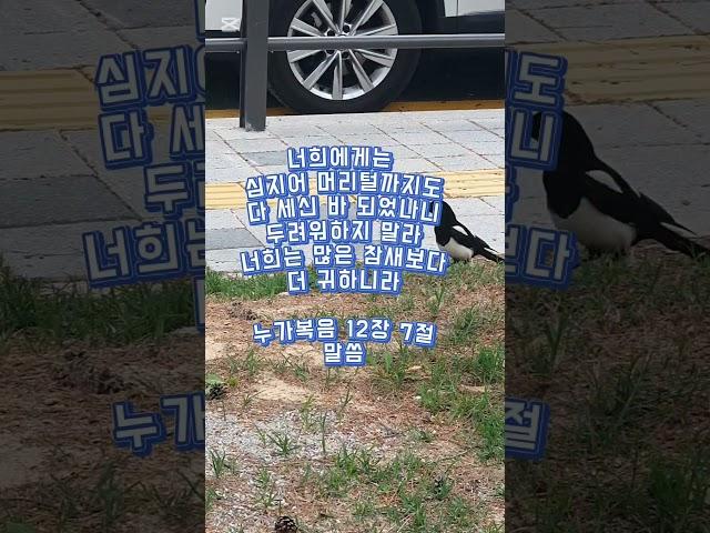 누가복음 12장 7절 말씀 #귀한말씀 #은혜로운채널 #성경구절 #좋은글 #축복된삶 #성경말씀 #성경구절암송