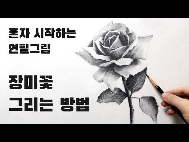 Pencil Drawing Roses Drawing