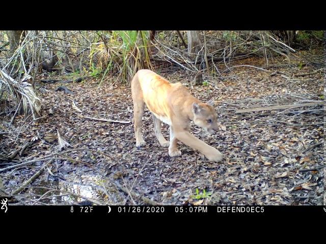 Florida Panther_Young Friends of the Everglades