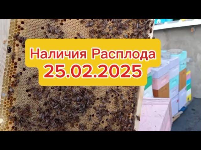210. Результат протеиновой подкормки.25.02.2025.