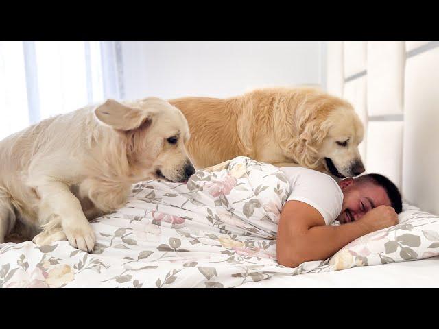 Waking Up My Husband with the Help of Two Golden Retrievers!