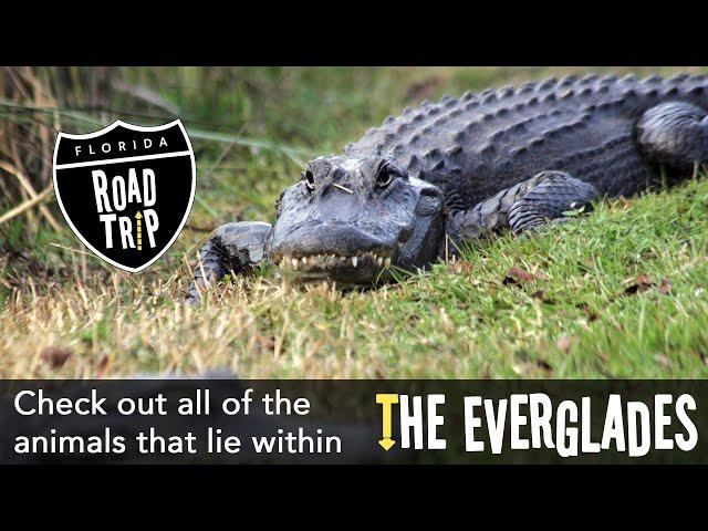 Learn more about "Friends of the Everglades"!