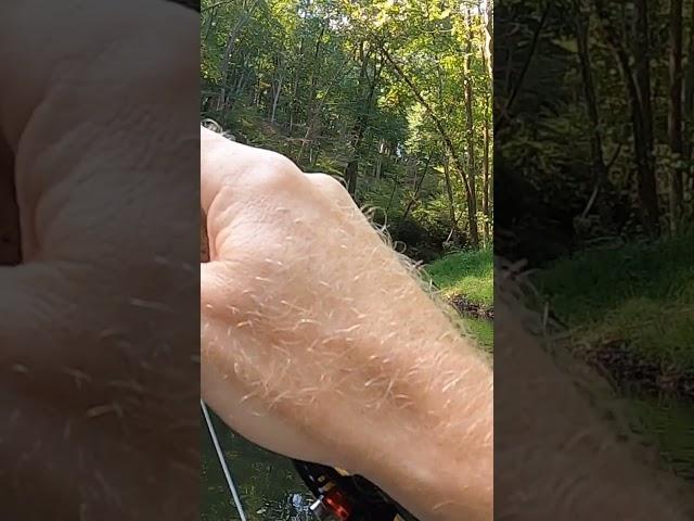 Part 1 - An evening on the Gunpowder (#flyfishing for wild brown trout)