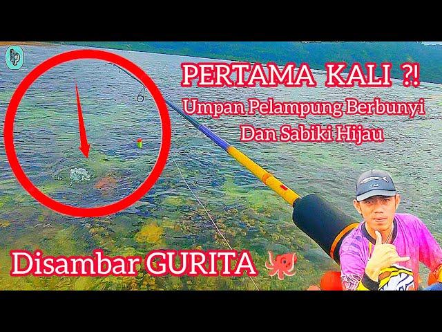 Tak Sadar Di Sambar Gurita  Umpan Pelampung Berbunyi dan Sabiki Hijau!