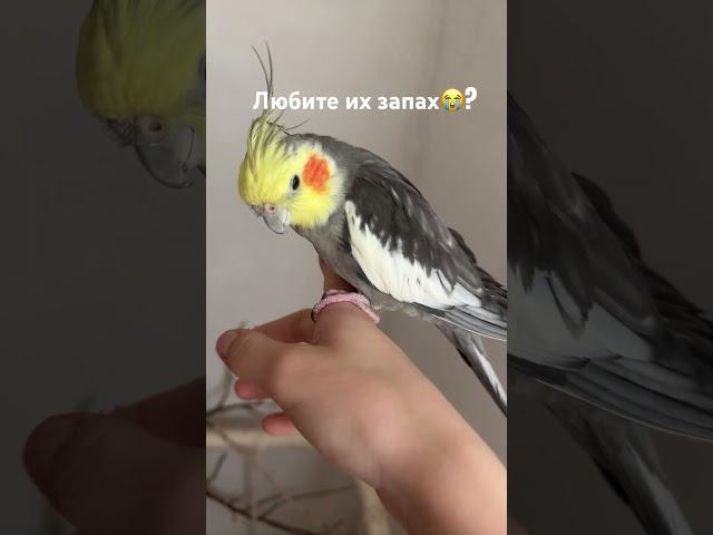 Узнаю этот запах из тысячи, милые попугаи..