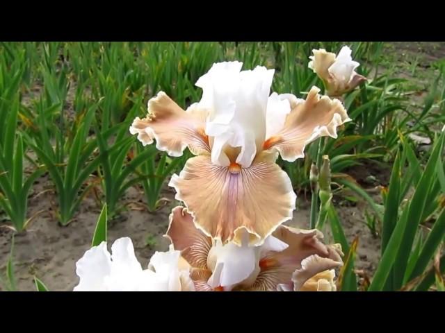 My garden. Bearded Iris Coffee Vispers (Coffee Whispers).