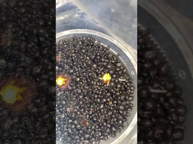 Guess what alocasia corms am growing? #gardening #indoorplants