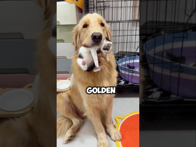 This Golden Retriever Wants to Be the Kitten's Mom 