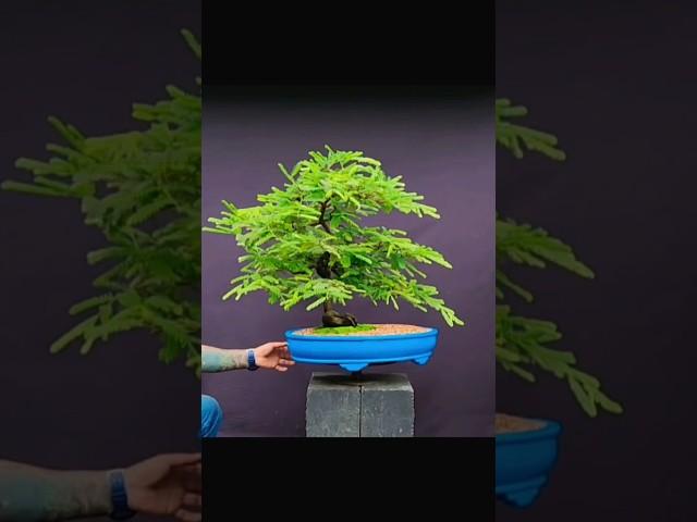 Тропический тамаринд / индийский финик в бонсай @Studio.Bonsai #bonsai #тамаринд