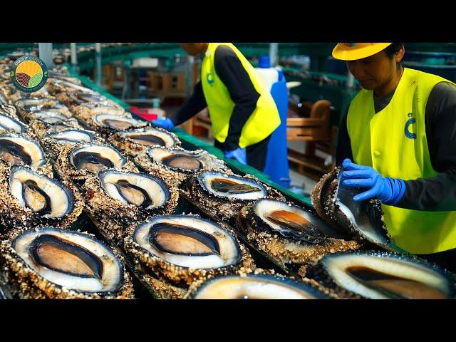 How Farmers Raise Massive Amounts of Abalone: Abalone Processing in Factory | Farming Documentary