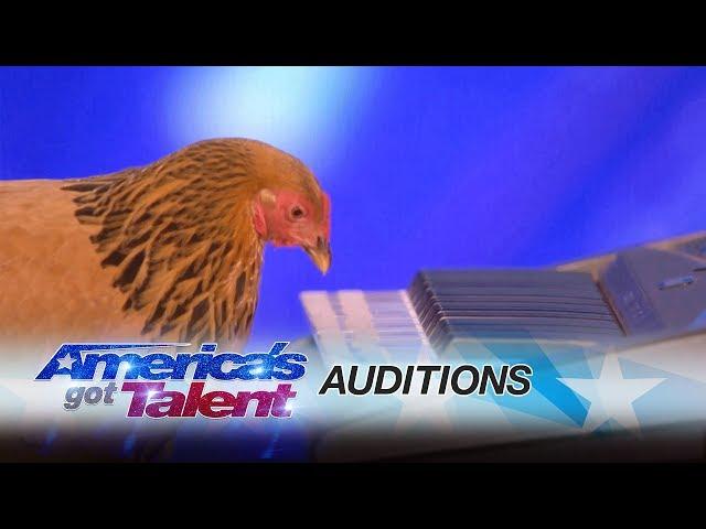 Jokgu of the Flockstars: Chicken Plays Patriotic Tune on Keyboard - America's Got Talent 2017