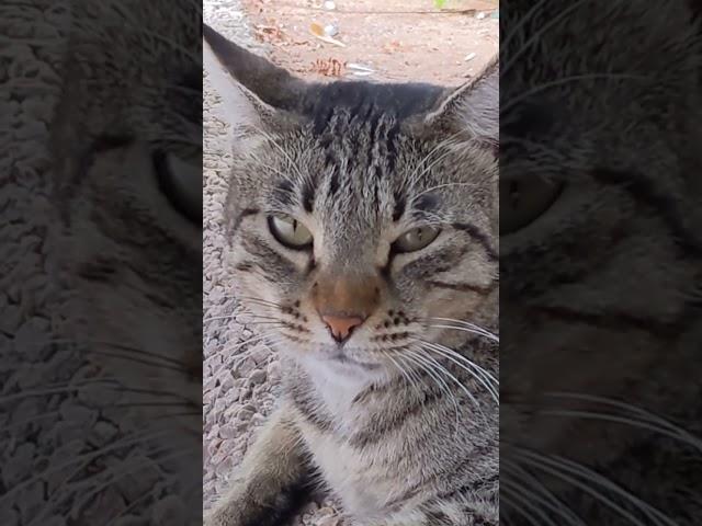 Серый котик отдыхает на камнях  Смешные коты  Grey cat relaxing on stones  Funny cats  Memes Pet