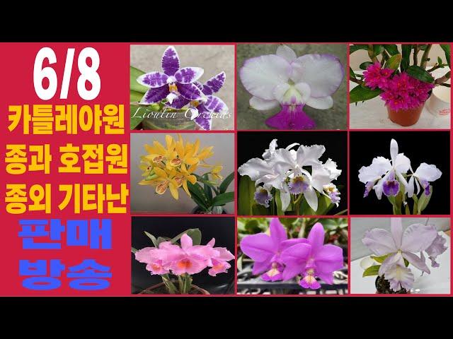 6/8 일요일 오전8시 카틀레야원종,호접란원종,기타난 판매방송