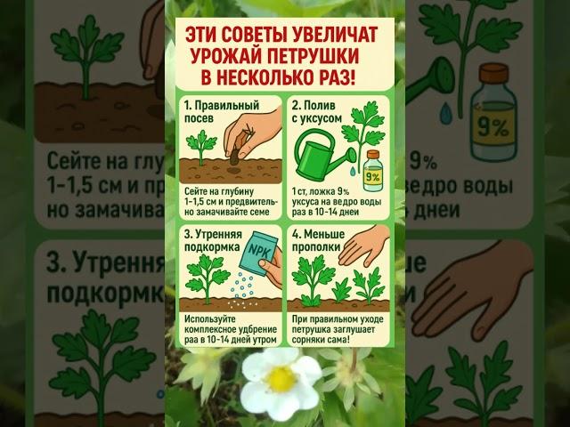  ЭТИ СОВЕТЫ УВЕЛИЧАТ УРОЖАЙ ПЕТРУШКИ В НЕСКОЛЬКО РАЗ!