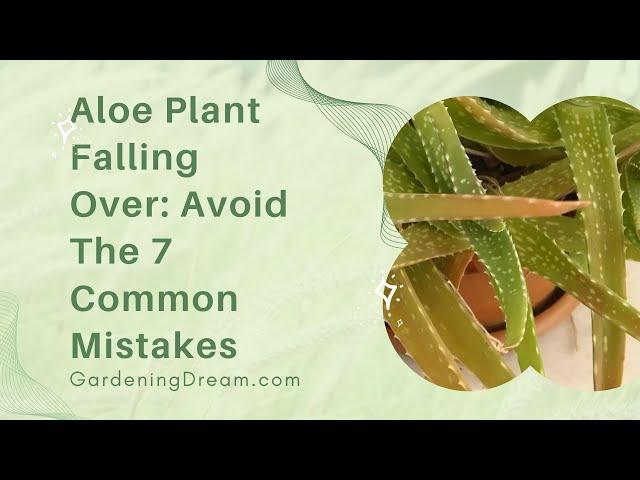 Aloe Plant Falling Over Avoid The 7 Common Mistakes