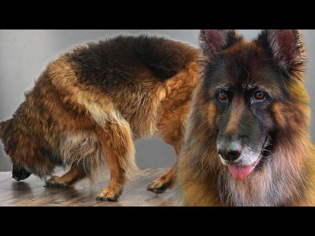 German Shepherd Farm Dog Goes From Beast To Beauty