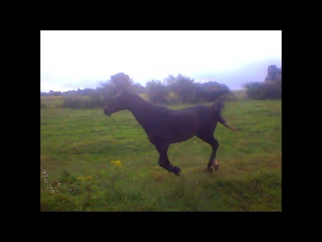 Lucky, retired Arabian race horse, racing across the pasture