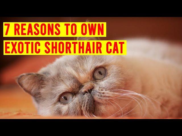 7 Reasons You Should Own An Exotic Shorthair Cat Breed/ All Cats