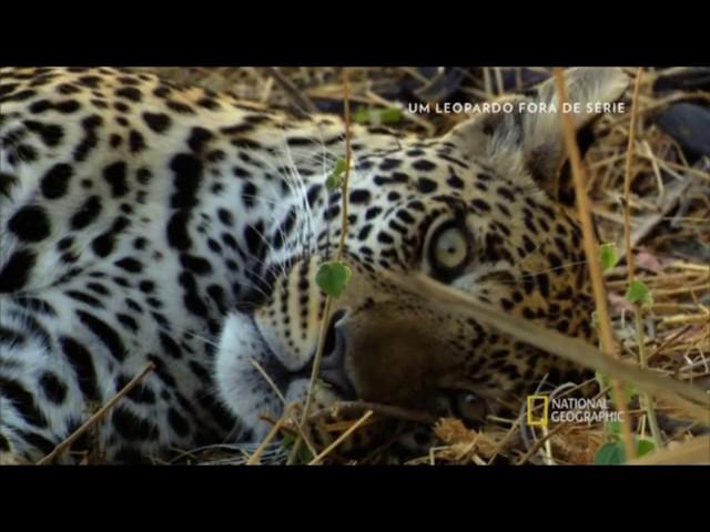 Um Leopardo fora de série - Documentário do National Geographic