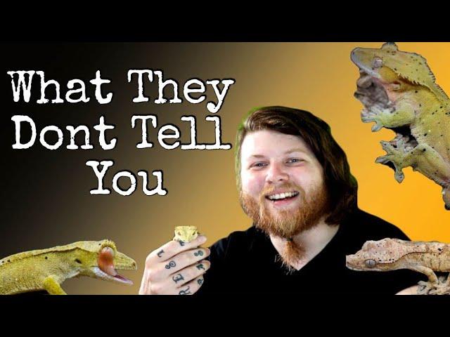 Top 6 Tips You NEED To Know Before Breeding Crested Geckos