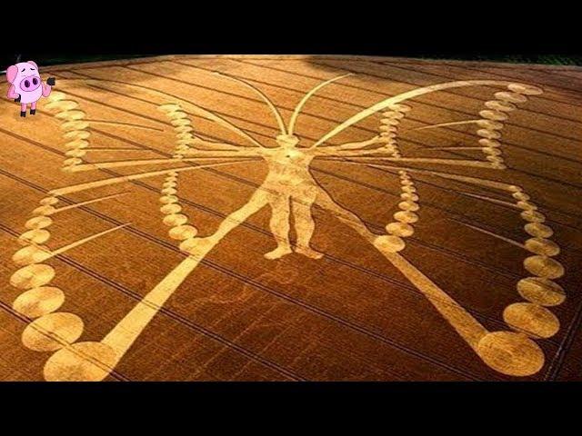 10 Amazing Crop Circles That Have Left Authorities Stunned