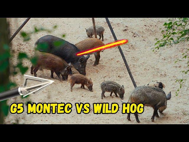 G5 MONTEC VS WILD HOG! - 2 Pigs Down With Bow and Arrow!