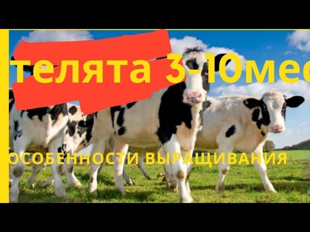 Телята 3-10мес. Секреты выращивания. Александр Гальцов