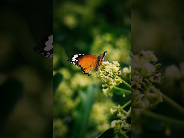 Look into that BEAUTY #butterfly #animals #beauty #love #shorts